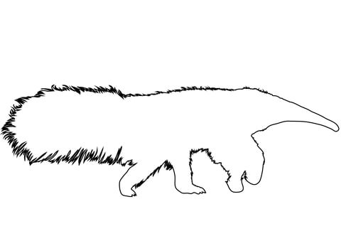 Anteater Outline Coloring Page